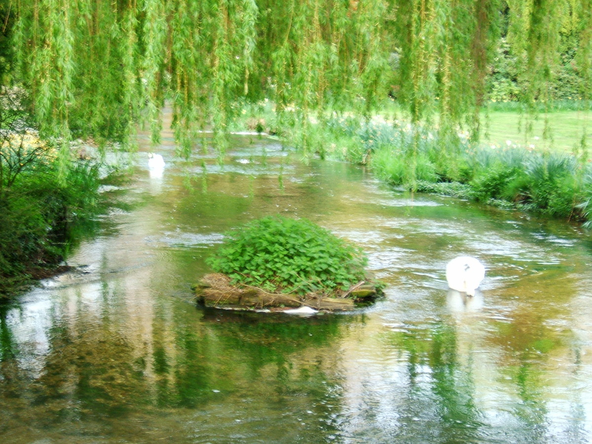 swans off millbridge.